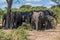 Herd of elephants in shade of tree