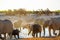 Herd of elephants shrouded in dust - with giraffes in the background