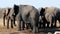 Herd of elephants standing in the pond. Etosha.