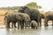 Herd of elephants standing in a shallow waterhole in Hwange National Park