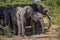 Herd of elephants standing together in shade