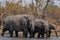 Herd of elephants standing in the water