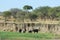 Herd of elephants, Tarangire National Park, Tanzania