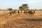 Herd of elephants, Tarangire National Park, Tanzania