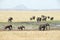 Herd of elephants, Tarangire National Park, Tanzania