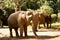 Herd of Elephants in Thailand