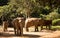 Herd of Elephants in Thailand-2