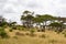 Herd of elephants under an acacia tree on the yellow grass of the savanna of Tarangire National Park, in Tanzania