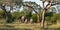 Herd of elephants viewed from behind at the Sabi Sands safari park, Kruger, South Africa.