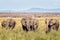 A herd of elephants walk through the lush grass of Amboseli National Park, Kenya