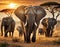 a herd of elephants walking across a dry grass field at sunset with the sun in the background