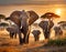 a herd of elephants walking across a dry grass field at sunset with the sun in the background