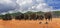 Herd of elephants walking across the plains in Hwange National Park