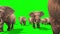 Herd of Elephants Walking Front Green Screen