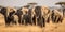 A herd of elephants walking together across the savanna, concept of Animal migration, created with Generative AI