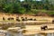 A herd of elephants walks on the yellow bank of the river