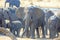 Herd of elephants at a waterhole with one large one looking directly ahead