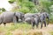 Herd of Elephants in the wild of Okavango Delta, Botswana. Young elephant looking to camera.