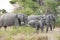 Herd of Elephants in the wild of Okavango Delta, Botswana. Young elephant looking to camera.