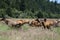 Herd of elk, adults and calfs