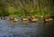 Herd of Elk Cool Off in Oconaluftee River