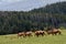 A Herd of elk crossing a field !
