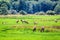 Herd of elk grazing in a meadow