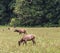 Herd of Elk in the Great Smoky Mountains with a bull