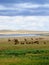 A Herd of Elk with their Young in the White Mountains of Eastern Arizona