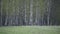 Herd of Elks Cervus elaphus in birch forest