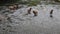 Herd of elks crossing the Oconaluftee river in Cherokee NC