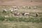 herd of Elks grazing at the meadow in Iceland