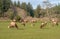 Herd of elks in a landscape Oregon state