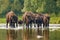 Herd of european bison, bison bonasus, crossing a river