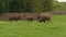 Herd of European Bison Or Bison Bonasus feeding on meadow on national park