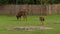 Herd of European Bison Or Bison Bonasus feeding on meadow on national park