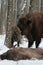 Herd of European bison mourn their dead cub in winter