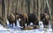 Herd of European bison mourn their dead cub in winter