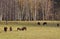 Herd of European Bisons