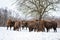 Herd of european bisons standing in forest in wintertime.