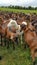 Herd of European goats in green pasture field