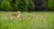 Herd of fallow deer