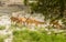 A herd of fallow deer or Chital  hoofed ruminant mammals â€“ Cervidae family spotted in the midst Of picturesque greenery forest