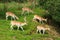 A herd of fallow deer on a grassy hillside