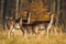 Herd of fallow deer standing on meadow in autumn nature.