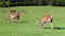 The herd of fallow deers