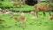 Herd of Fallow Deers