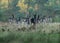 A herd of fallow deers crossing a field in October