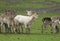 A herd of Fallow Deers, Dama dama, females and fawns grazing in a field.