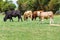 Herd in a farm field in Ballyvaughan